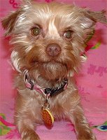 Abbie