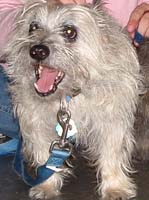 Maggie May (formerly Eureka)
