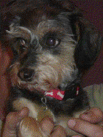 Aggie