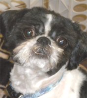 Albie