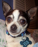 Pee Wee (formerly Alfonso)